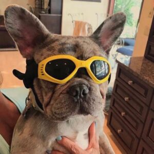 Gafas Protectoras Para Perros Talla M con filtro UV